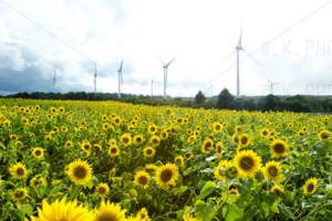 布引高原ひまわり畑