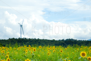 布引高原ひまわり畑